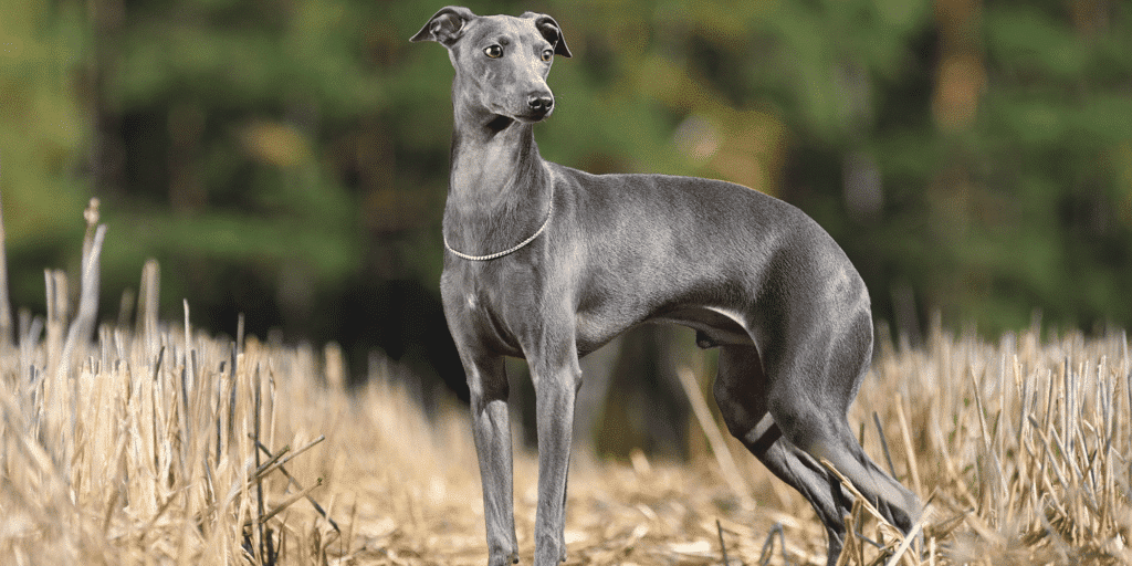 Ein Greyhound auf einem Feld