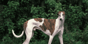 Ein ausgewachsener Greyhound