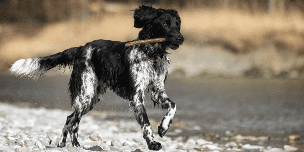 Ein Großer Münsterländer mit einem Stock am Strand