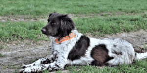 Ein Großer Münsterländer liegt auf einer Wiese