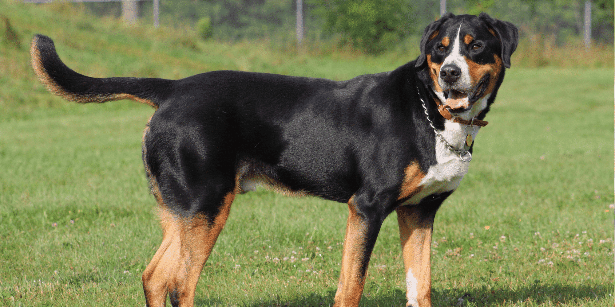 Großer Schweizer Sennenhund