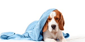 Ein Hund liegt unter einer blauen Decke