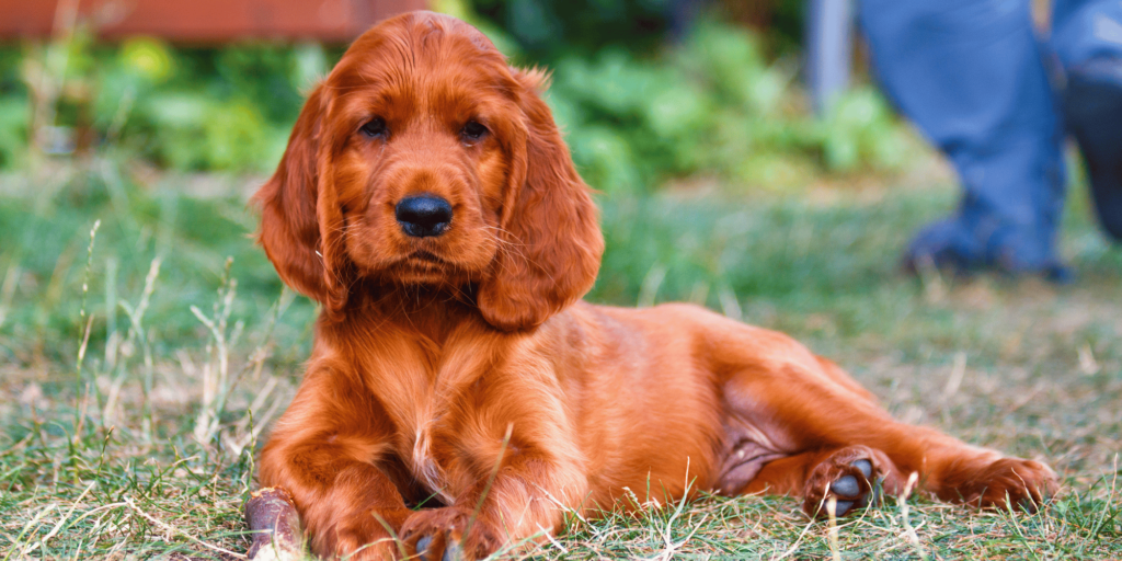 Ein junger Irish Setter