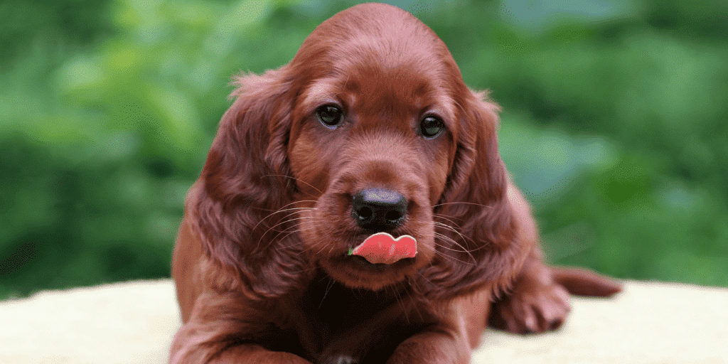 Ein Roter Irish Setter Welpe