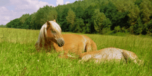 Zwei ruhende Pferde auf einer Wiese