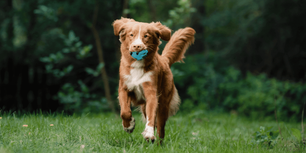 Ein Nova-Scotia-Duck-Tolling-Retriever mit einem Spielzeug auf einer Wiese