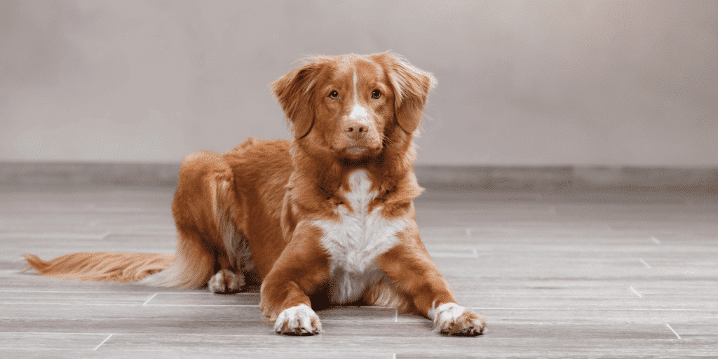 Ein Nova-Scotia-Duck-Tolling-Retriever