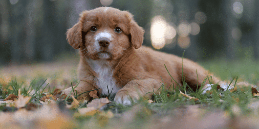 Ein Nova-Scotia-Duck-Tolling-Retriever Welpe liegt im Gras