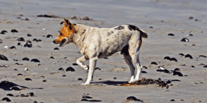 Ein kleiner Hund an einem Strand