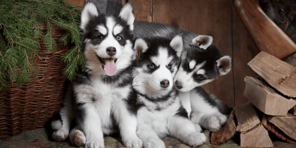 Drei Siberian Husky Welpen