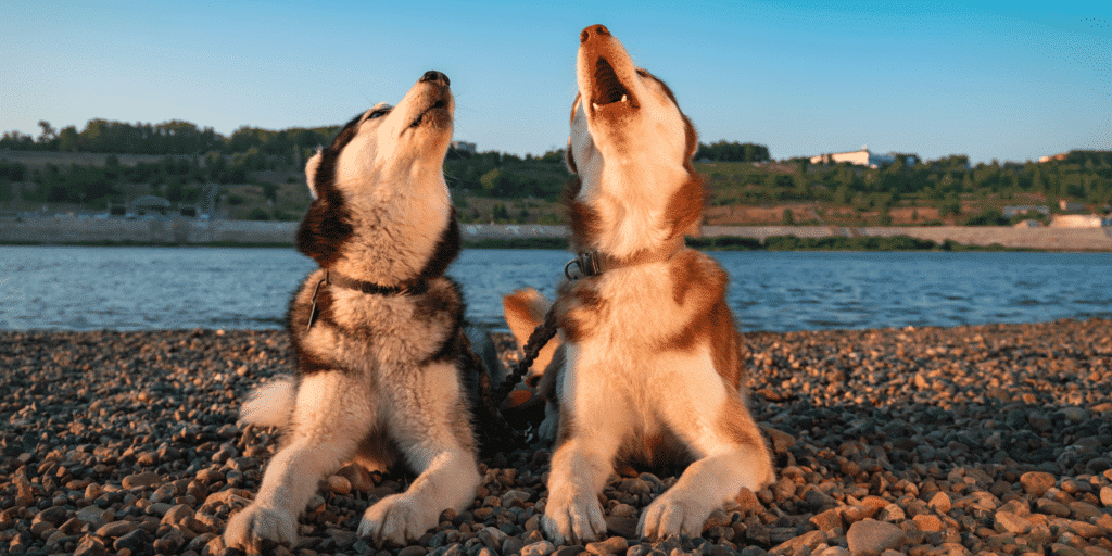 Zwei Siberian Huskys