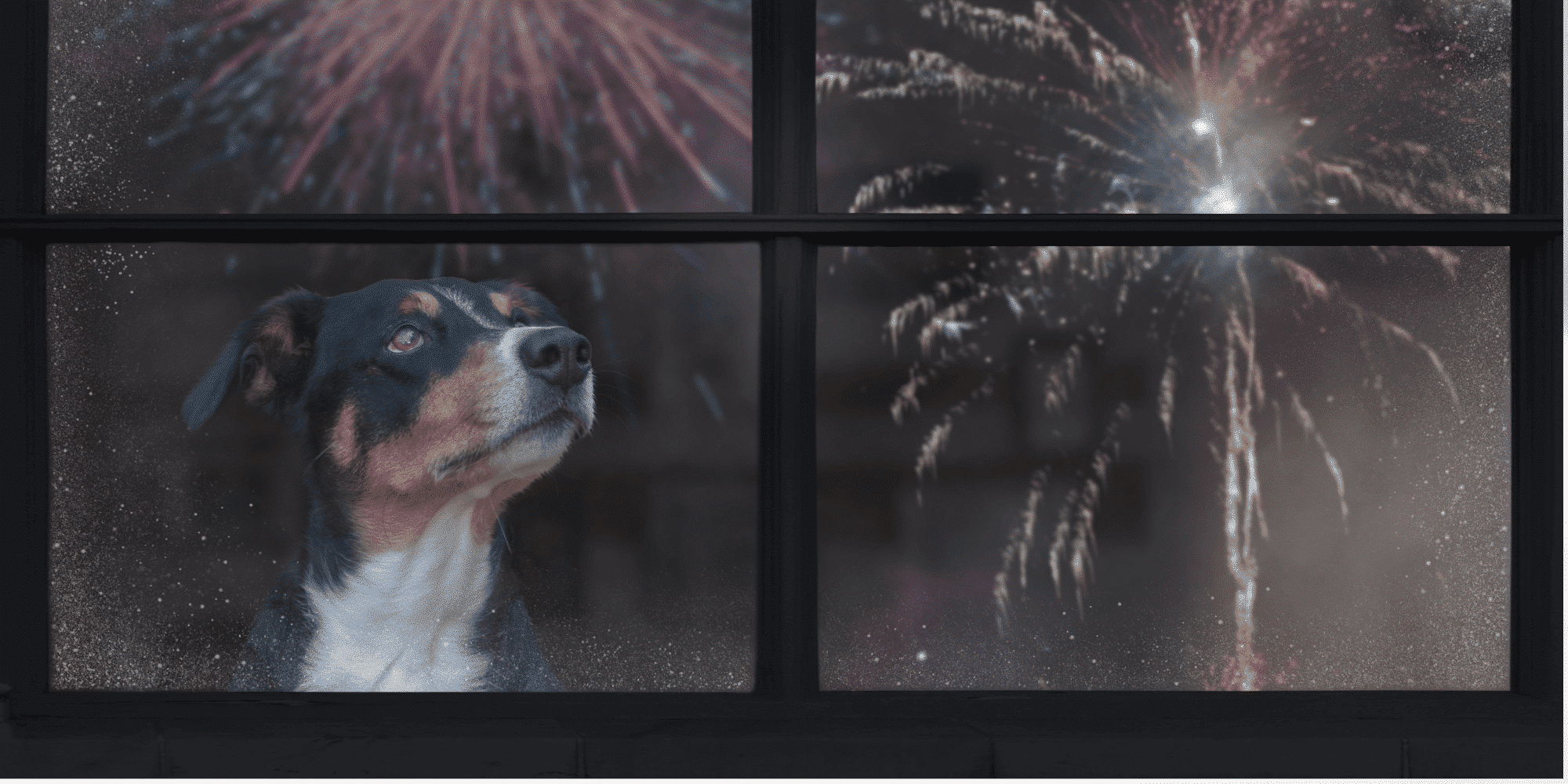 Silvester mit Hund Tipps für einen entspannten Jahreswechsel