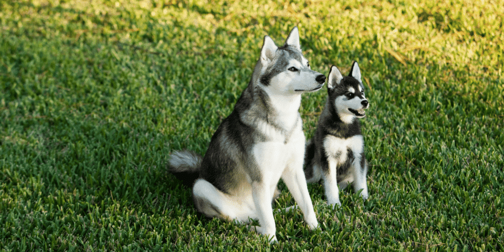 Zwei Alaskan Klee Kai Hunde