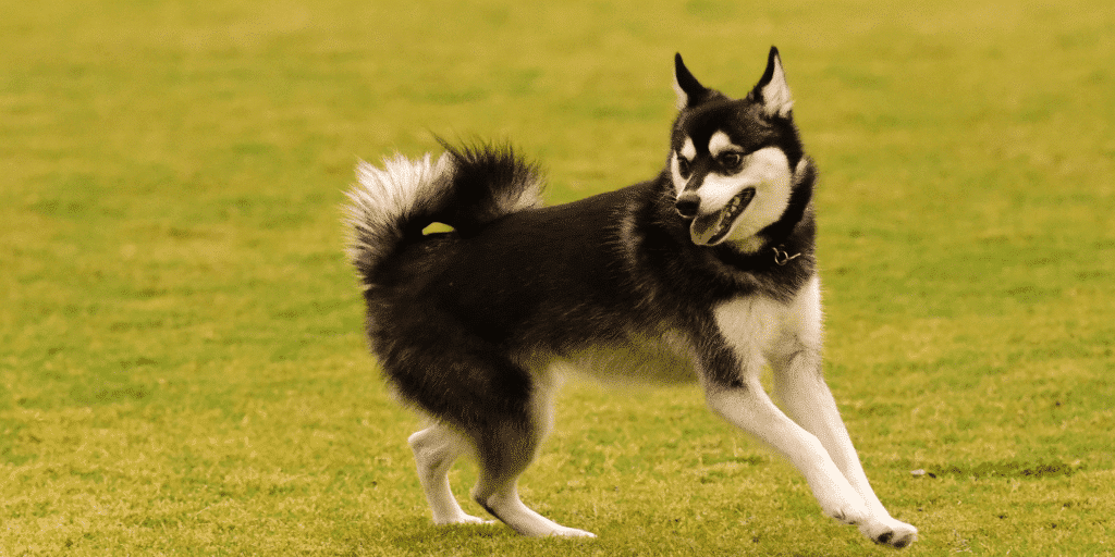 Ein Alaskan Klee Kai auf einer Wiese