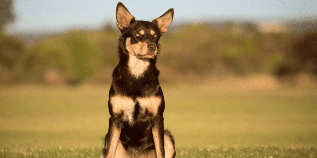 Ein Australian Kelpie sitzt auf einer Wiese