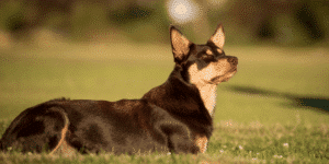 Ein Australian Kelpie auf einer Wiese