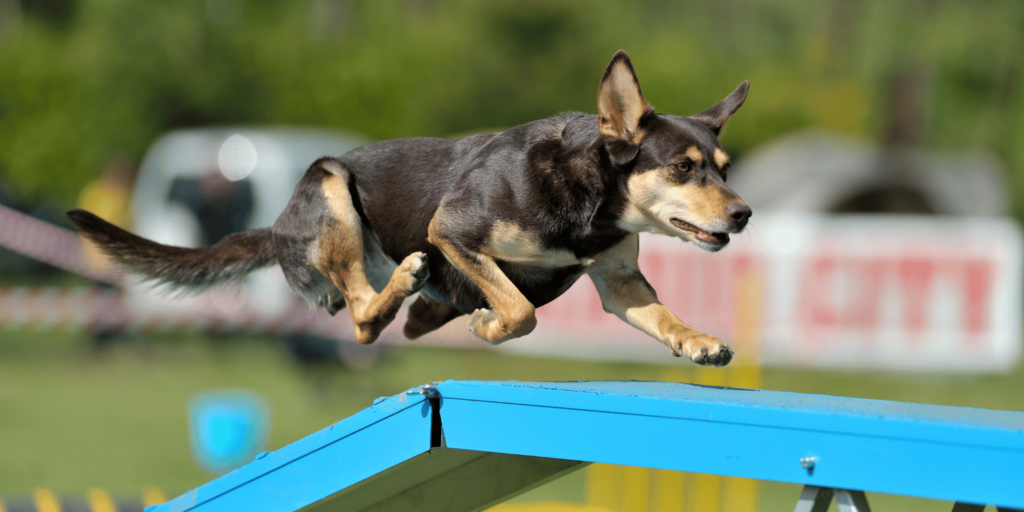 Ein Australian Kelpie beim Hundesport