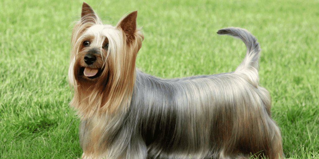 Ein Australian Silky Terrier auf einer Wiese