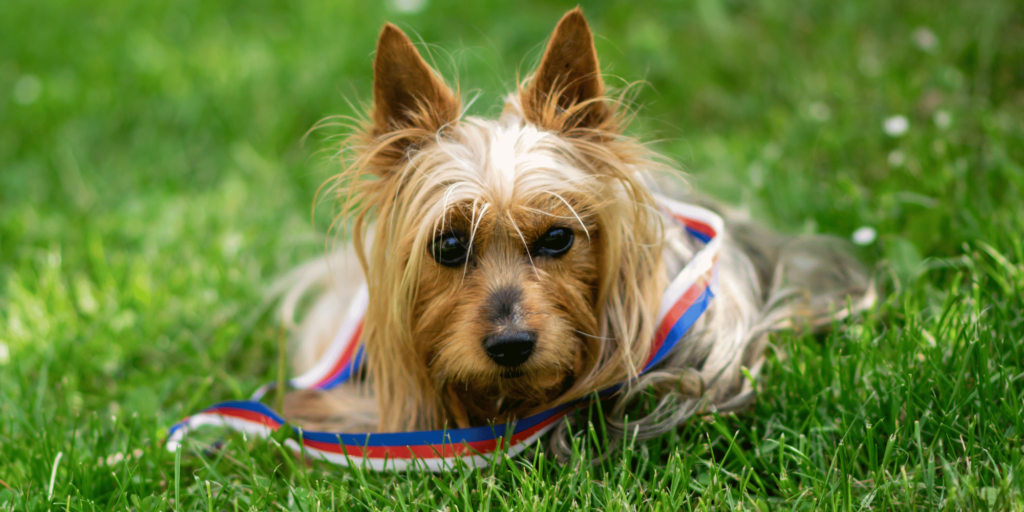 Ein Australian Silky Terrier