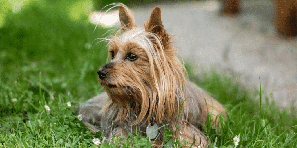 Ein Australian Silky Terrier