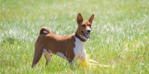 Ein Basenji auf einer Wiese