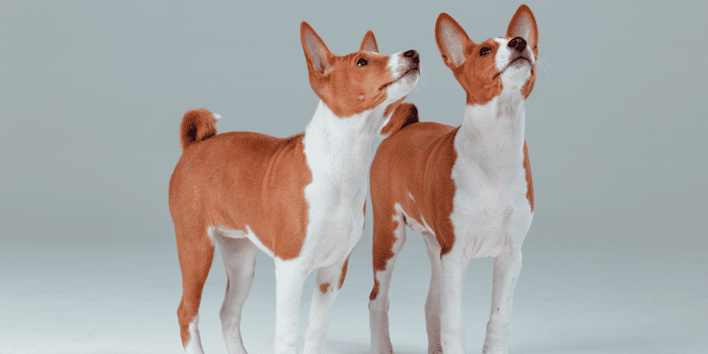 Zwei Basenji Hunde