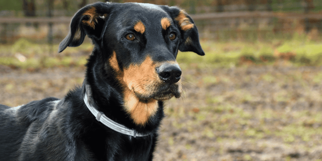 Ein Beauceron Hund