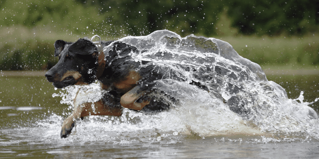 Ein Beauceron im Wasser