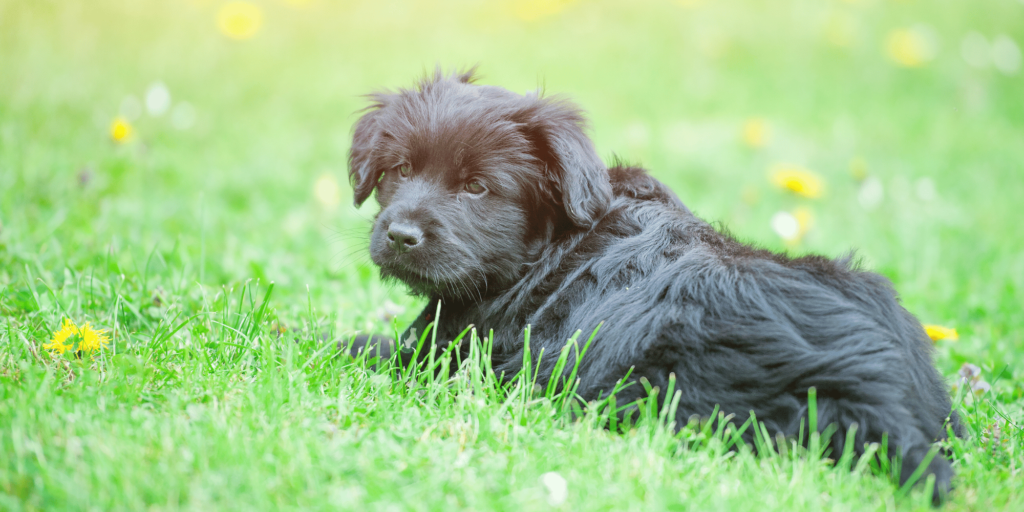 Ein Bergamasker Hirtenhund Welpe auf einer Wiese