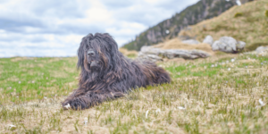 Ein Bergamasker Hirtenhund