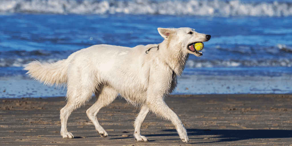 Ein weißer schweizer Schäferhund am Strand