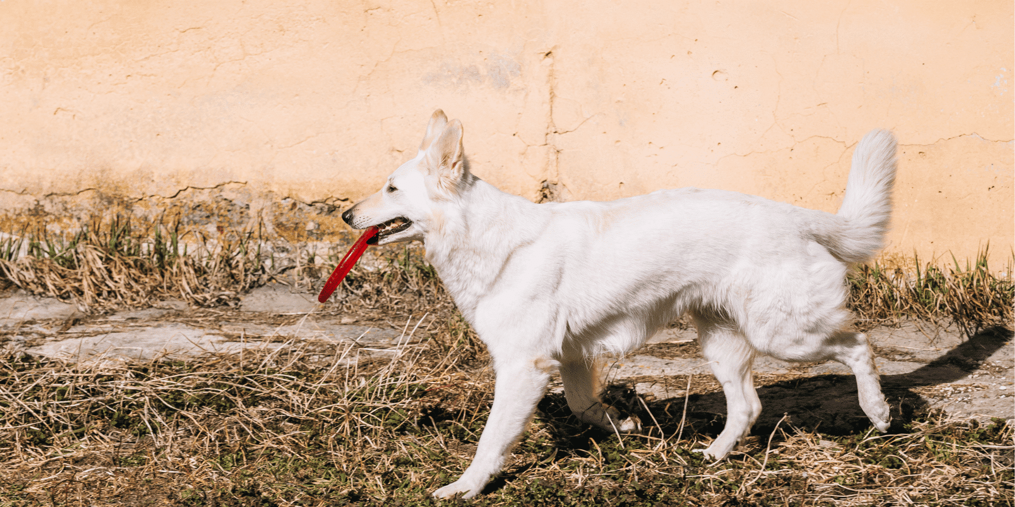 Altdeutsche Schäferhunde vom Hofe Sankt Katharina (@oldgermanshepherddogs)  • Facebook, image size:2000x1000