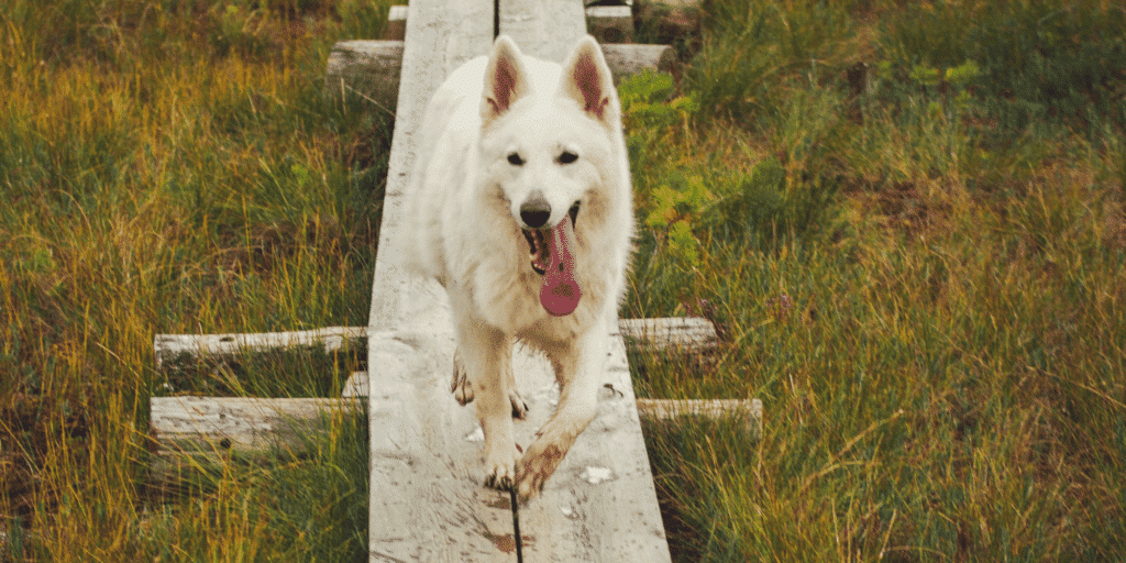 Ein Berger-Blanc-Suisse