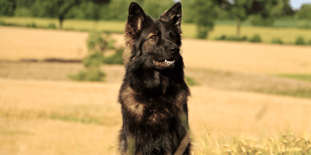 Ein Böhmischer Schäferhund