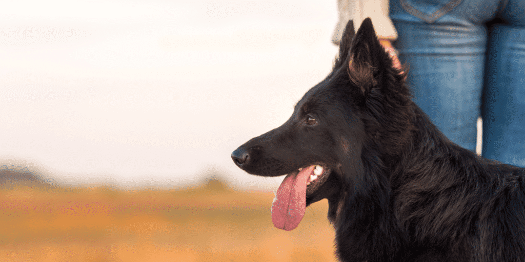 Ein Böhmischer Schäferhund