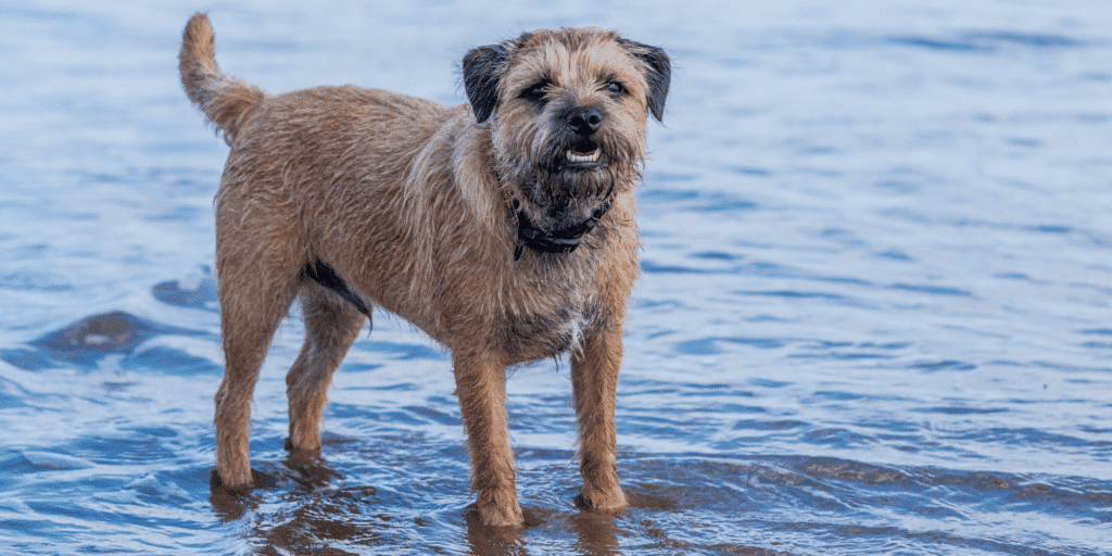 Ein Border Terrier