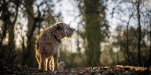 Ein Border Terrier