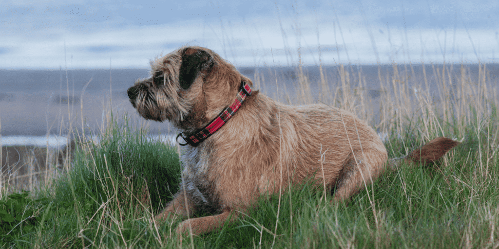 Ein Border Terrier am Meer