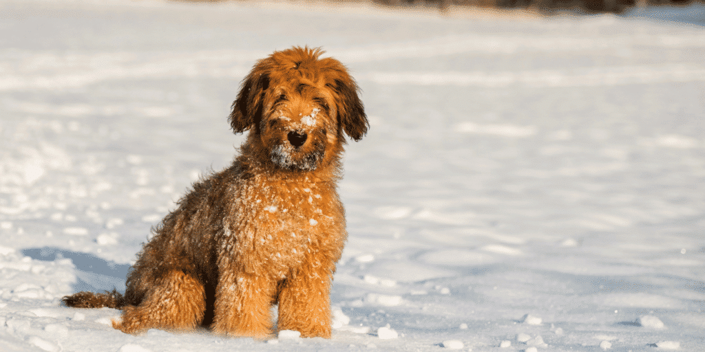 Ein junger Briard im Schnee