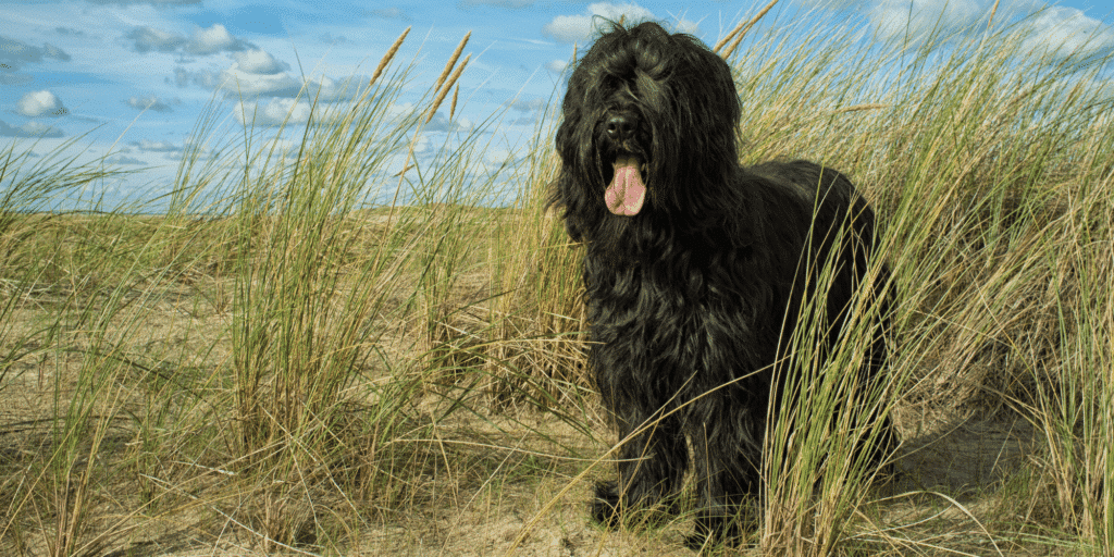 Ein schwarzer Briard am Strand