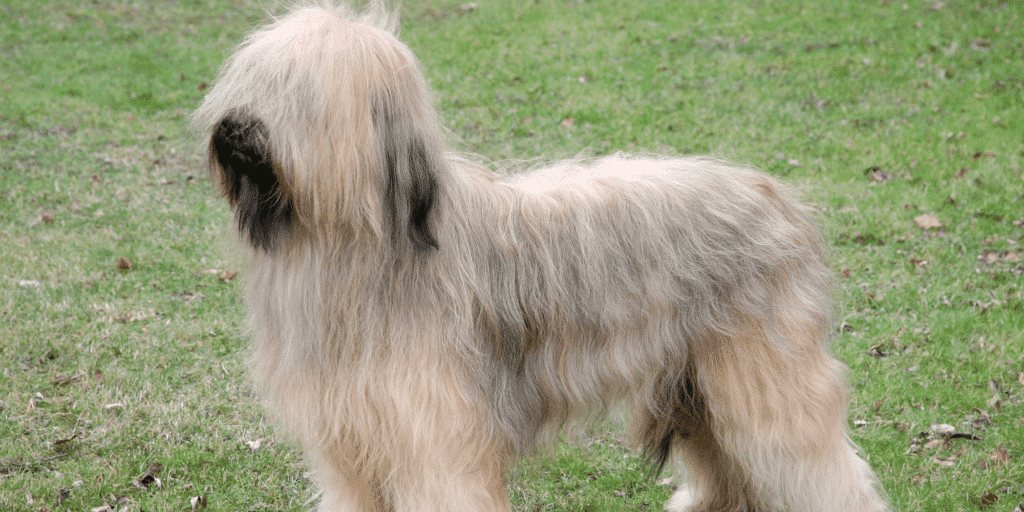 Ein Briard auf einer Wiese