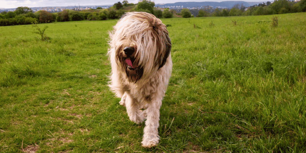 Ein Briard auf einer Wiese