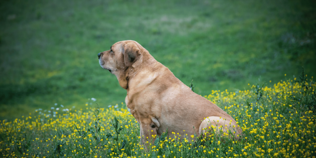 Ein Broholmer auf einer Wiese