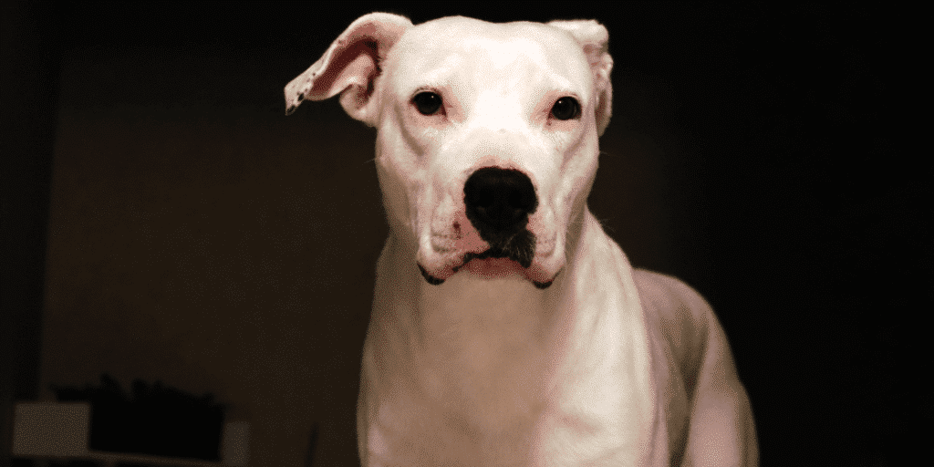 Ein Dogo Argentino