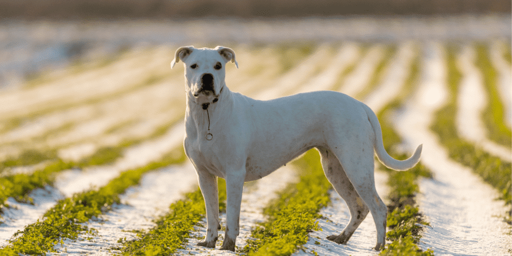 Ein Dogo Argentino auf einem Feld