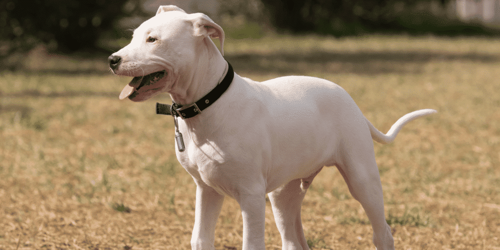 Ein Dogo Argentino