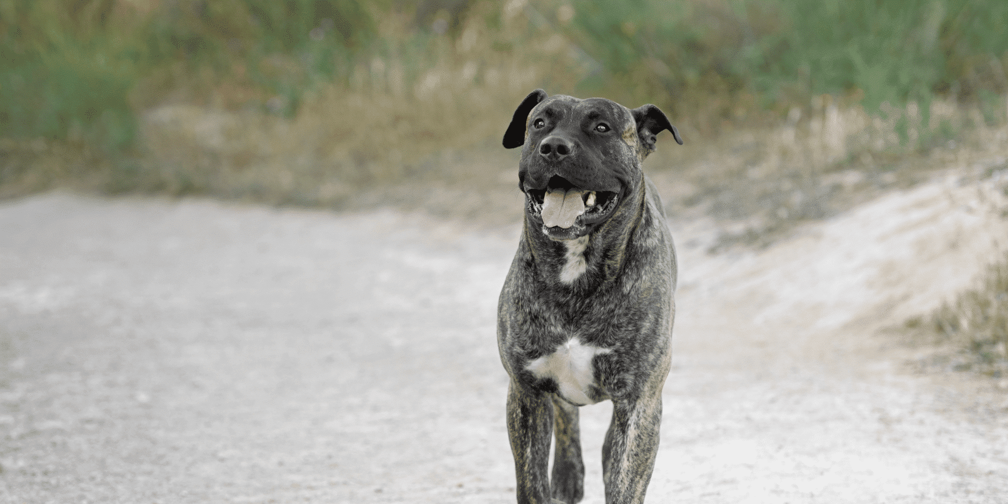 Dogo Canario