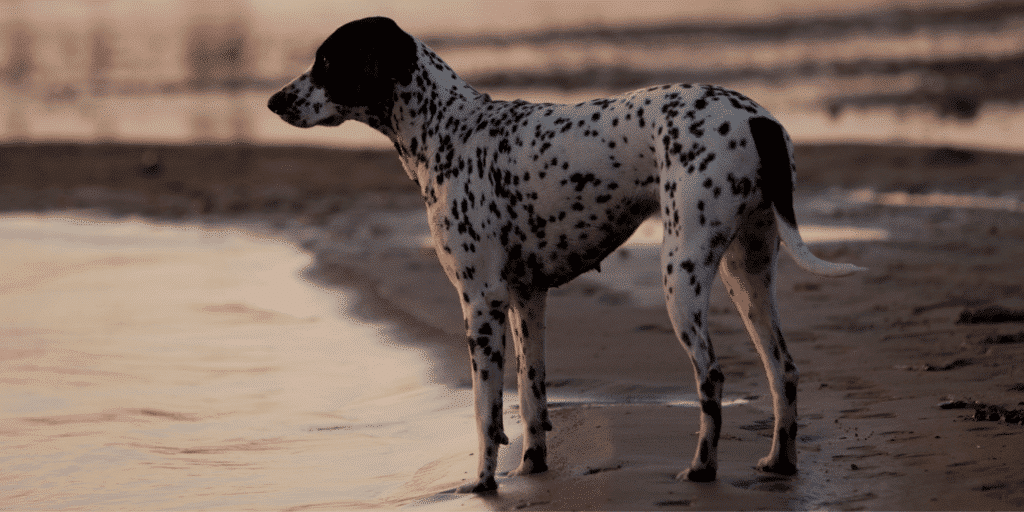 English Pointer