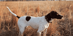 Ein English Pointer