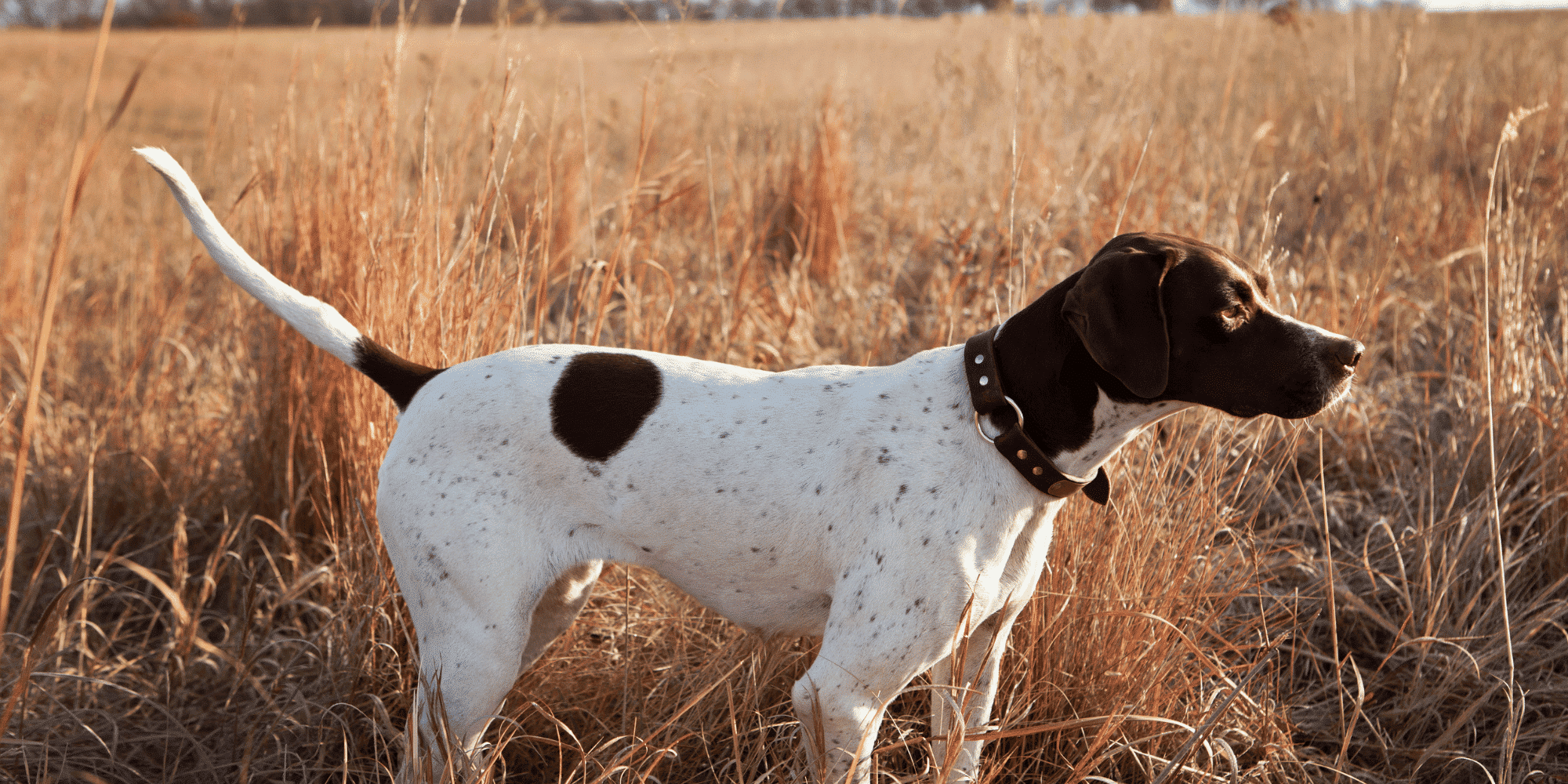 English Pointer Happie Animals